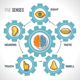 5 senses